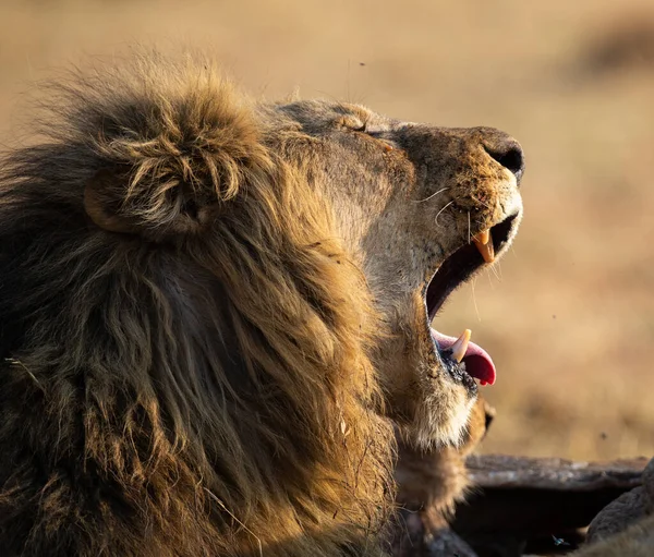León macho con una melena enorme y dientes largos bostezar con después de comer — Foto de Stock