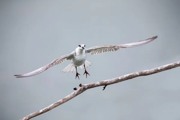飞溅的燕鸥在飞行着陆的树枝上，翅膀展开 — 图库照片
