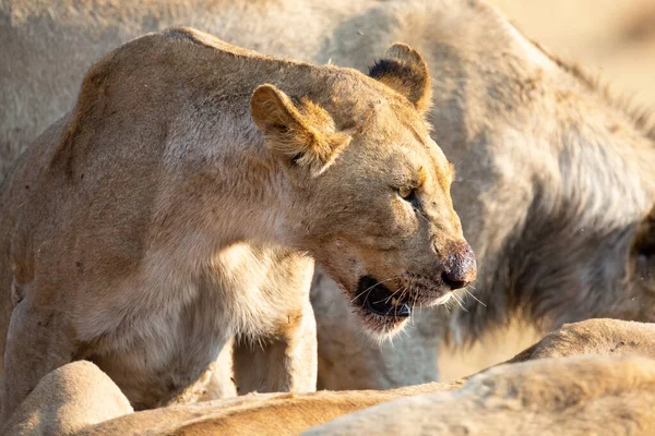 Rozzlobená a hladová lvice na těle mrtvého nosorožce — Stock fotografie