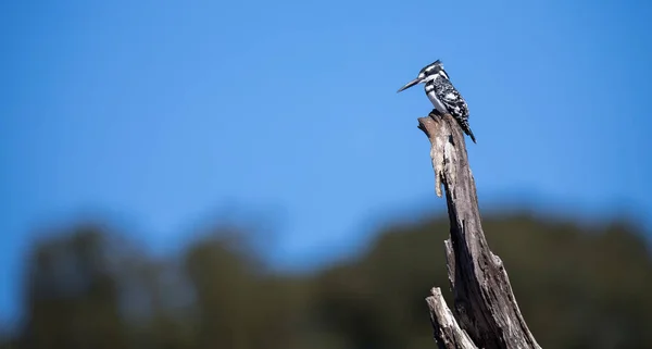 Single Pied Kingfisher sitting on a dead tree stump against blue — Stock Photo, Image