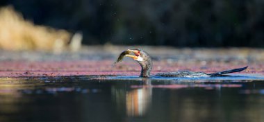 Tek Reed Karabatak bir balık yakalamak bir gölet yutmak için hazır