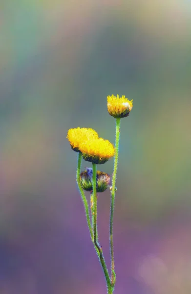 Macro de pequenas flores silvestres amarelas na natureza com detalhes finos — Fotografia de Stock