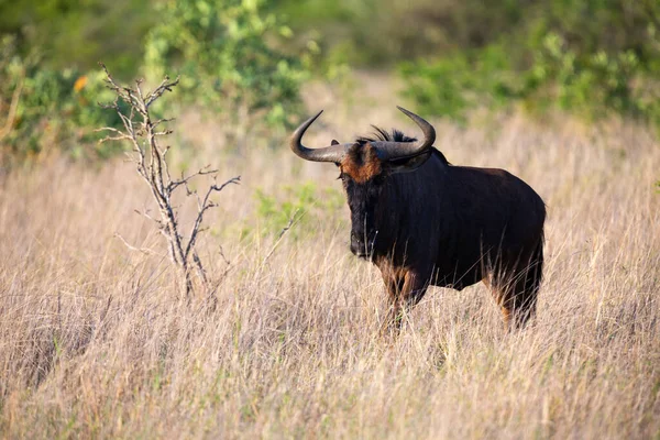 Lone Blue Wildebeest grazing in long brown grass and green schru — Stock Photo, Image