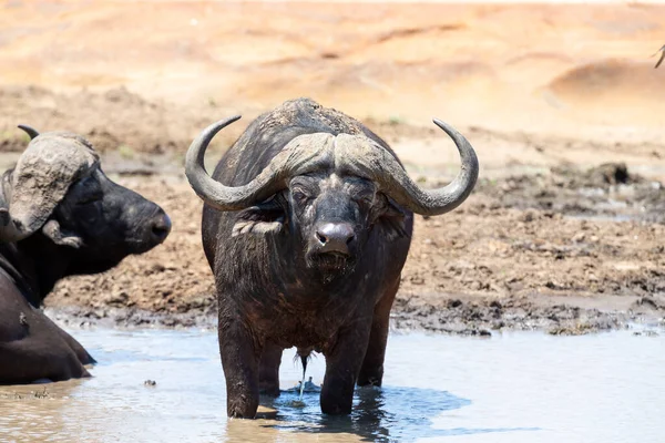 Cape buffalo cool down in muddy pond on a hot day