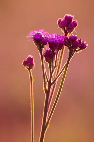 Arka aydınlatma ile gün batımında küçük mor yabani çiçekler Makro — Stok fotoğraf