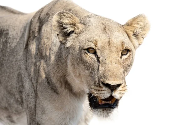 Close-up of lioness isolated in artistic conversion looks very a — Stock Photo, Image