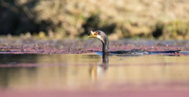 Tek Reed Karabatak bir balık yakalamak bir gölet yutmak için hazır
