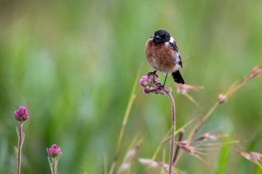 Yumuşak yeşil bir levrek üzerinde oturan bir Stonechat erkek yakın çekim 