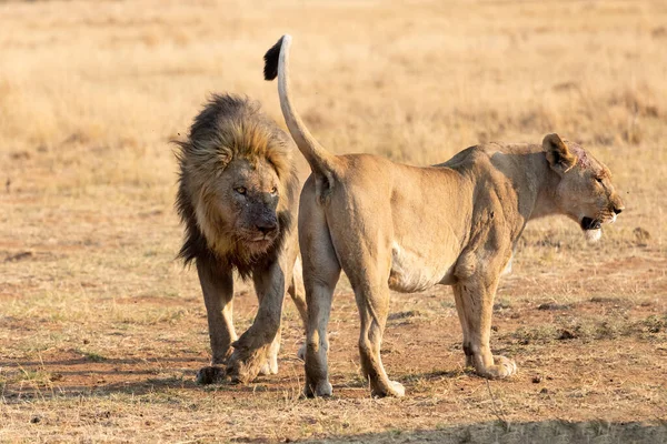 Gros mâle lion approche une lionne pour renforcer la relation en t — Photo