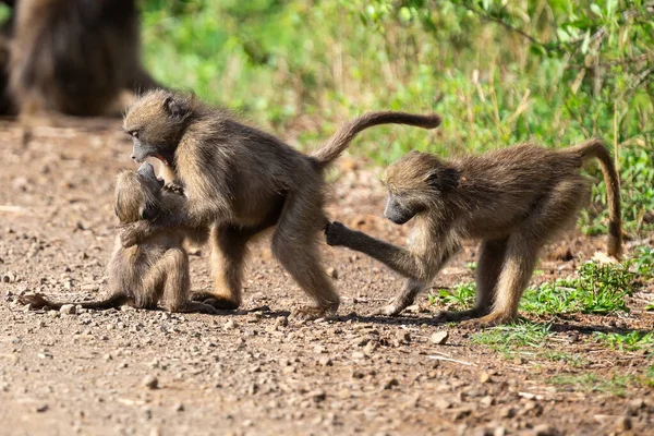 Family of baboons playing on the ground with their young to have — Stock Photo, Image