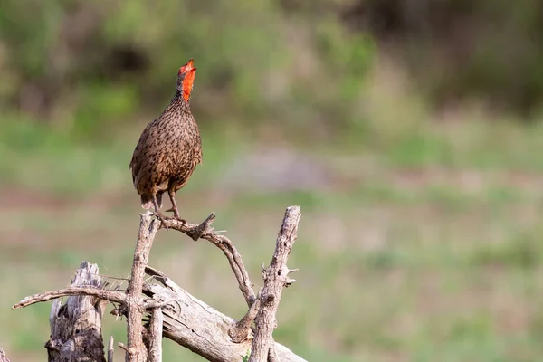 Swainson francolin sitting on a low dead tree in the morning — Stock Photo, Image