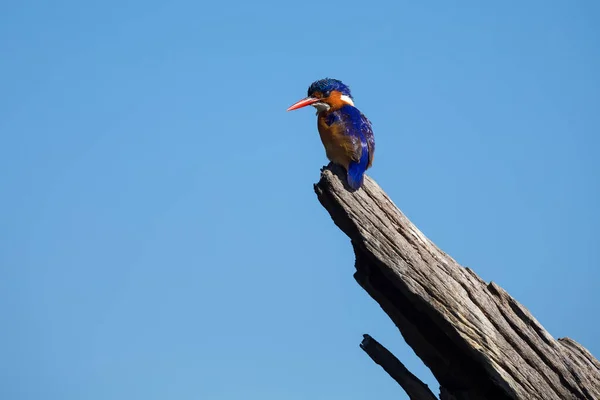 Один малахитовый Kingfisher сидя на бревне на солнце с голубой б — стоковое фото