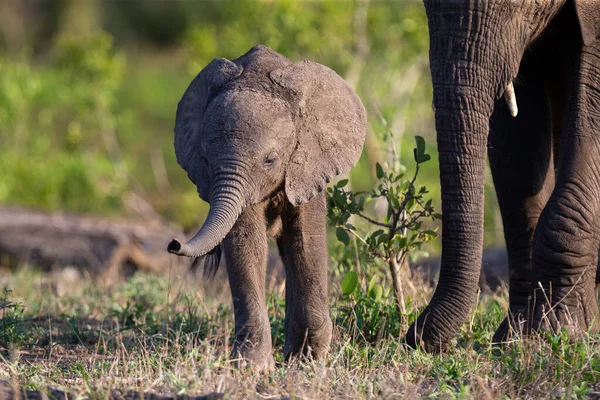 Pequeno bezerro elefante caminhando ao lado de sua mãe através do ônibus — Fotografia de Stock