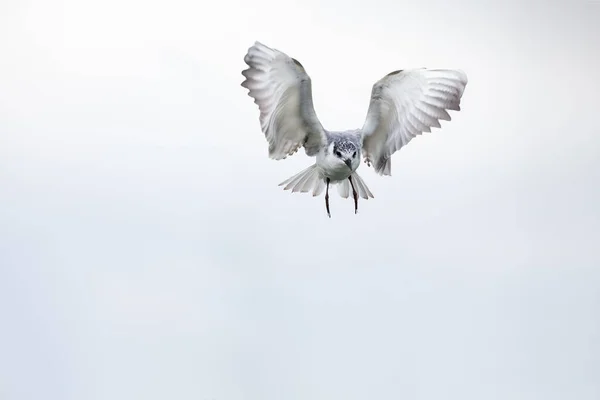 Whiskered tern en vuelo en día nublado con alas extendidas artisti —  Fotos de Stock
