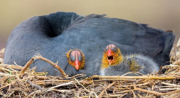 Röd Knobbed coot sitter på ett bo med två kycklingar skydda — Stockfoto