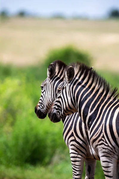 Two Zebra companions walking through the veldt with long grass — Stock Photo, Image