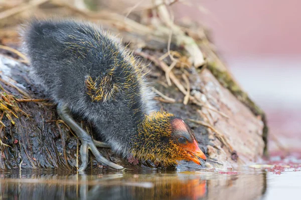 One Red-knobbed coot chick leaves the safety of nest to swim on — Stock Photo, Image