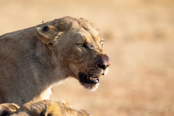 Angry and hungry lioness feed on the carcass of dead rhino — Stock Photo, Image