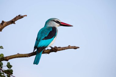 Woodland Kingfisher, yüksek bir yerde, ölü bir ağaçta, parlak bir B ile oturuyor.
