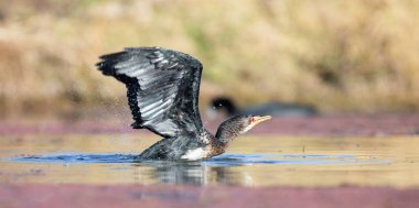 Kedi uzun uçuş tan sonra bir gölet üzerinde Tek Reed Karabatak iniş