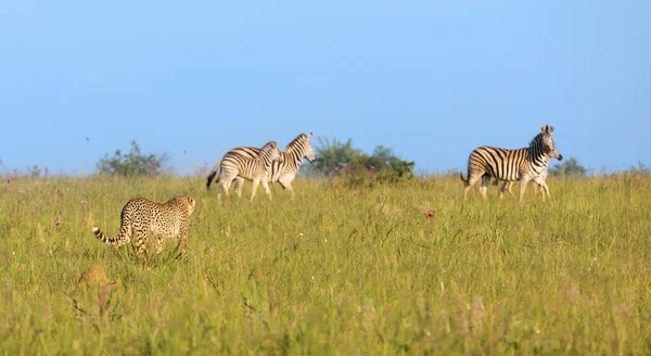 Lone Cheetah perseguindo uma manada de zebra através de grama longa de uma ve — Fotografia de Stock