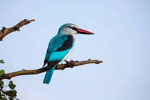 Woodland Kingfisher sitting high up in a dead tree with bright b — Stock Photo, Image