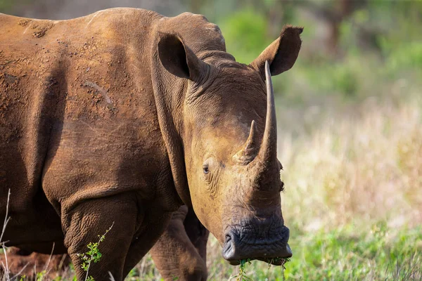 Seul taureau rhinocéros blanc marche seul dans la brousse — Photo