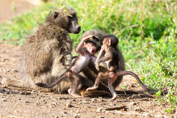 Family of baboons playing on the ground with their young to have — Stock Photo, Image