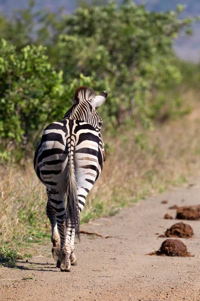 Eenzame zebra loopt weg langs een onverharde weg in de natuur — Stockfoto