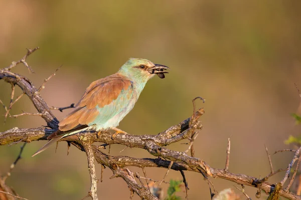 Närbild av en europeisk rulle som äter en insekt på torra grenar — Stockfoto