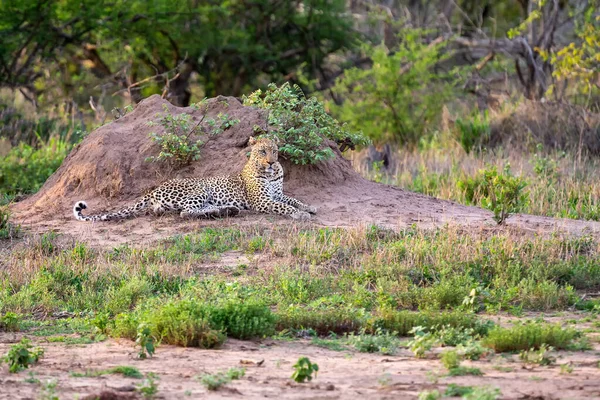 Ensam leopard låg ner vilar mot en myrstack för att observera — Stockfoto