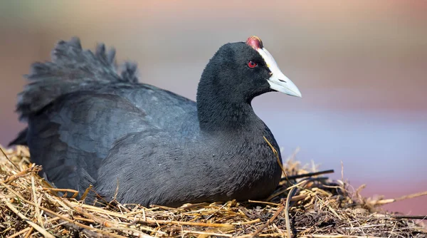 Red Knobbed Coot sitting on a nest to breed and hatch eggs — Stock Photo, Image