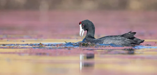 One Red Knobbed Coot looking fish for the chicks at a nest — Stock Photo, Image