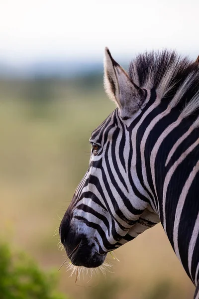 Zbliżenie portret Zebra w przyrodzie z ciemnymi paskami — Zdjęcie stockowe