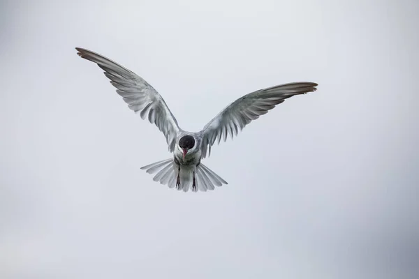 Whiskered terna in volo il giorno nuvoloso con le ali spiegate artisti — Foto Stock