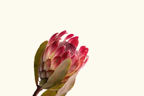 Närbild Protea Blomma Isolerad Vit Bakgrund — Stockfoto