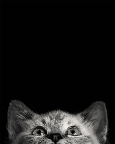 一只蓝眼睛的漂亮条纹灰色小猫的画像 背景为黑色 空间为空白 — 图库照片