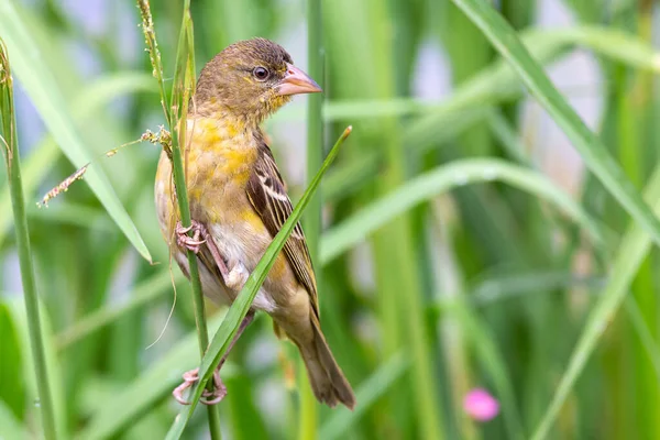 Female Southern Masked Weaver Get Grass Build Nest — Stock Photo, Image