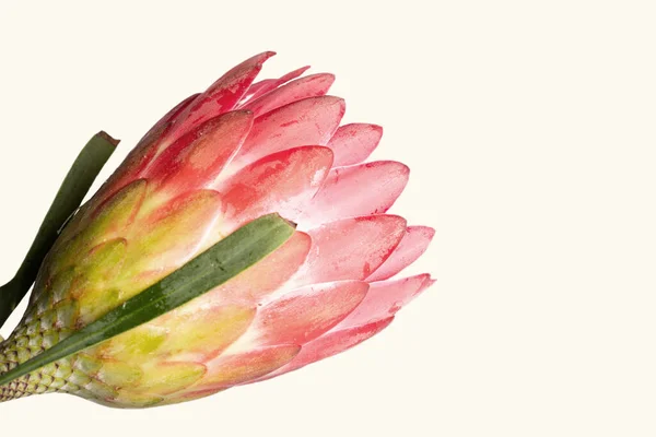 Close Protea Flower Isolated White Background — Stock Photo, Image