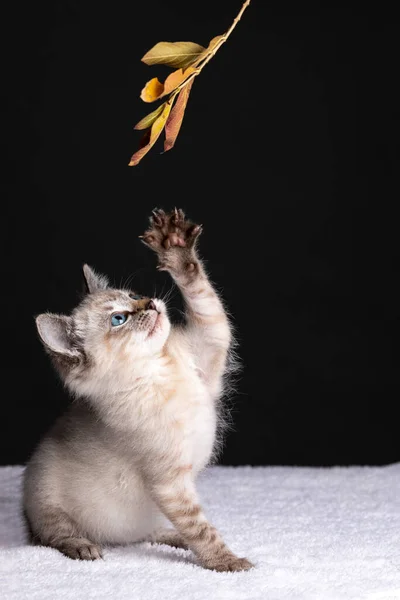 아름다운 줄무늬 고양이와 가지고 줄기에 나뭇잎을 가지고 고양이 — 스톡 사진