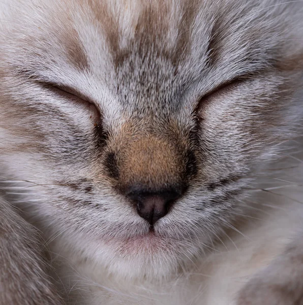 Beau Chaton Gris Rayé Dormant Paisiblement Dans Une Couverture Moelleuse — Photo