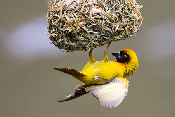 Male Southern Masked Weaver Building Nest Green Grass — Stock Photo, Image