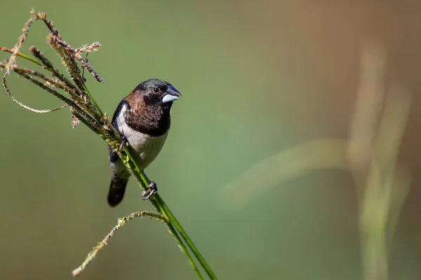 Uccello Manichino Bronzo Seduto Steli Erba Mangiare Alcuni Semi Freschi — Foto Stock