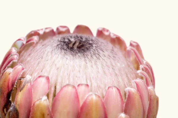 Κοντινό Πλάνο Ενός Λουλουδιού Protea Που Απομονώνεται Λευκό Φόντο — Φωτογραφία Αρχείου