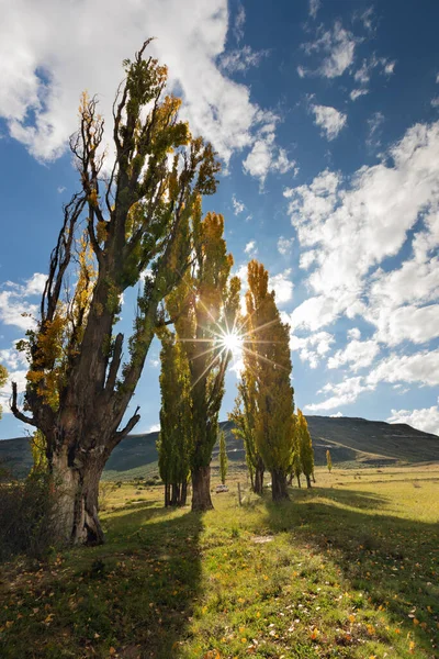 短いグラと青空の牧草地で秋の色のポプラの木のスタンド — ストック写真