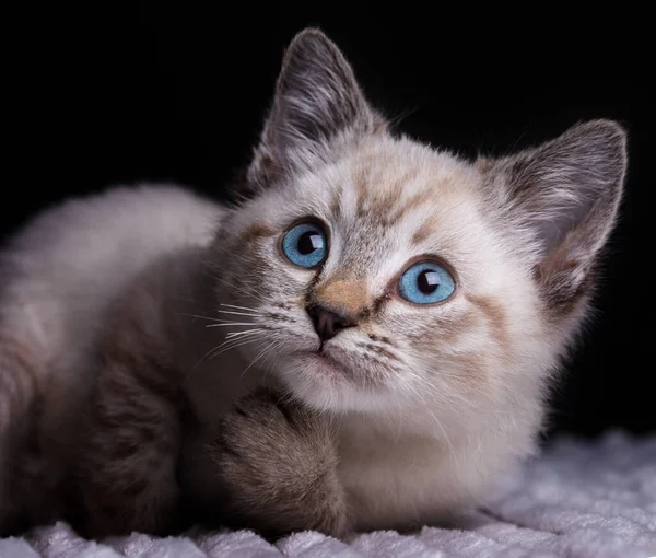 Malé Šedé Kotě Modrýma Očima Leželo Zub Bílé Načechrané Přikrývce — Stock fotografie