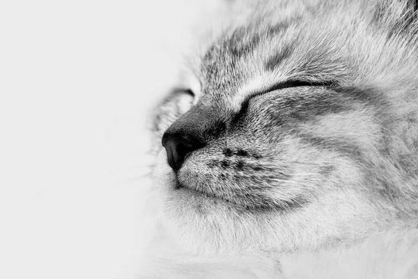 Красивая Полосатая Серая Кошечка Мирно Спит Пушистым Одеялом — стоковое фото