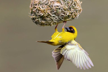 A male southern masked weaver building a nest of green grass clipart