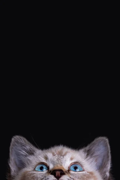 Πορτρέτο Ενός Όμορφου Ριγέ Γκρι Γατάκι Μπλε Μάτια Μαύρο Φόντο — Φωτογραφία Αρχείου