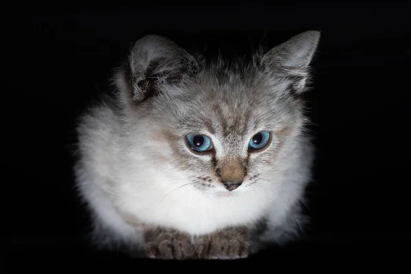 透明感のある光沢のある表面に青い目の美しいストライプグレーの子猫 — ストック写真